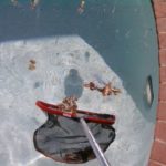Weekly Pool Maintenance starts with removing debris